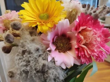 家中鲜花染上灰霉病？揭秘不宜购买的花朵类型！