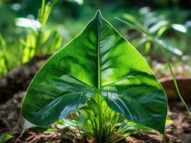三角形叶子植物的独特魅力，形态与生态价值揭秘