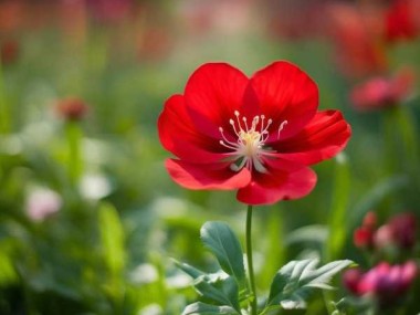 春满园一花独放，揭秘一品红花期调控艺术