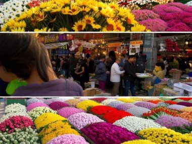 昆明鲜花批发市场行情实时分析
