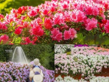 杜鹃花浇水攻略，花开期间如何呵护？