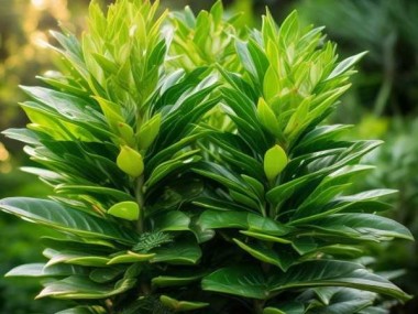 四季常青，万年青植物的永恒风华，图鉴与养护指南