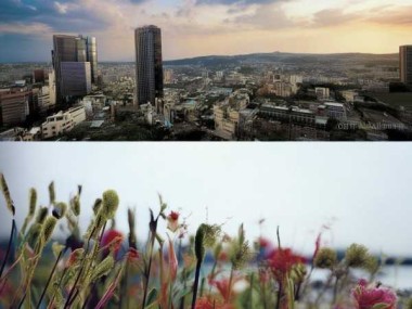 四季花韵，家居绿意盎然——养花指南，让家四季如春