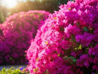 三角梅盛花期，全年不间断赏花盛宴等你来享