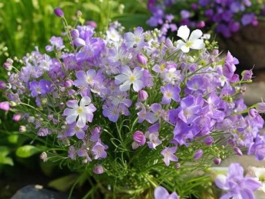 风信子花束价格揭秘，品质与选购指南