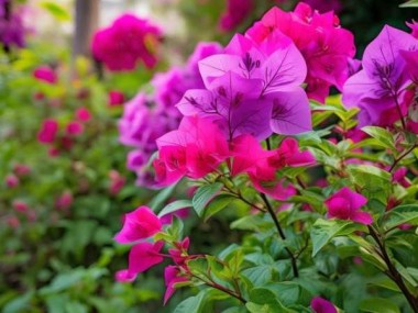 三角梅开花秘籍，花期揭秘与养护攻略