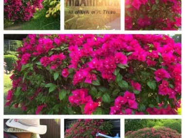三角梅盛花期养护秘籍，花朵绚烂绽放指南