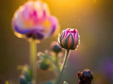 花之生命轮回，花期易逝的脆弱与永恒之美