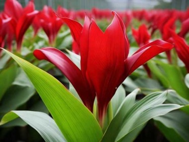 掌控花期，一展一品红艳丽风采——深度解析一品红花期管理技巧