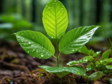 三瓣叶奇观，揭秘自然界的神秘植物之美