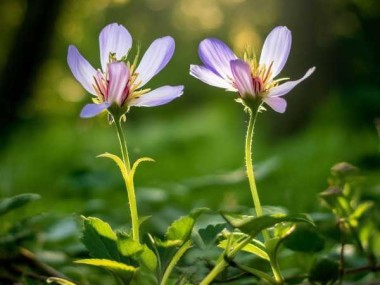 揭秘花期巧合，哪两朵花同时绽放？