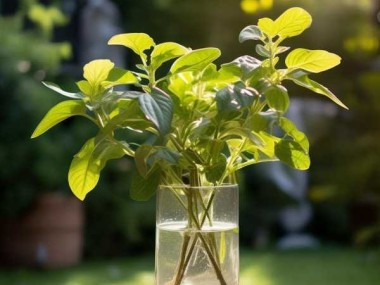 植物叶片发黄之谜，揭秘与解决之道