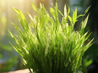 水养万年青新芽绽放，尽显盎然生机之美