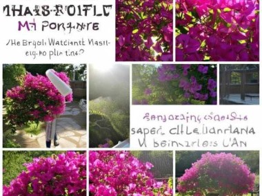 三角梅盛开之美，养护秘籍，延长花期绽放光彩
