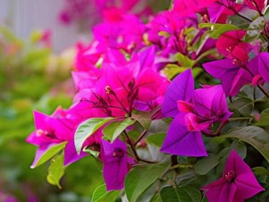 室内赏花新选择，三角梅移入室内养护攻略