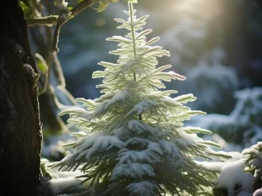 万年青之美，植物界的白雪公主图鉴
