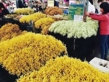 金银花市场行情揭秘，价格波动背后的真相及一斤多少钱？