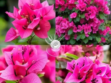 三角梅开花季养护攻略，春意盎然，花开满园