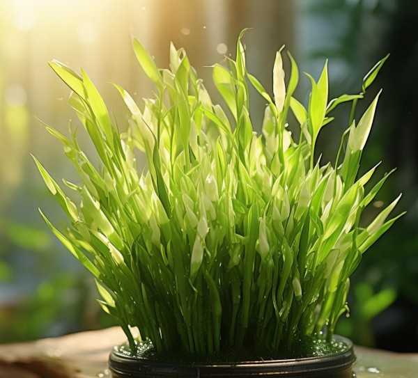水养万年青新芽绽放，尽显盎然生机之美,水养万年青，新芽发白，绽放盎然生机,植物,第1张