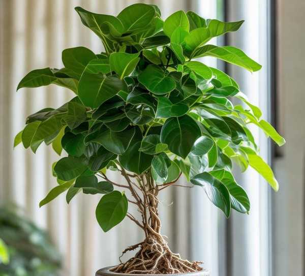 家居绿意盎然，万年青金钱树，绿植中的财富之美,万年青金钱树植物图片赏析，家居绿植的绿色财富,植物,花期,家居绿植,第1张