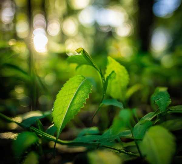 自然奇观，五角叶植物的独特美学探秘,探寻自然之美，小叶片五角形植物的独特魅力,植物,第1张