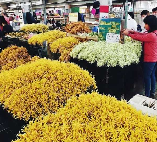 金银花市场行情揭秘，价格波动背后的真相及一斤多少钱？,金银花鲜花市场行情，金银花鲜花多少钱一斤？揭秘波动背后的原因,鲜花市场,市场行情,鲜花,第1张