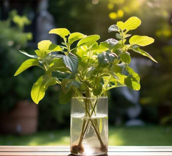 植物叶片发黄之谜，揭秘与解决之道,水养花叶变黄，揭秘植物叶片发黄的秘密及解决方法,植物,花卉,第1张